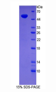 Recombinant Synaptopodin (SYNPO)