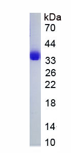 Recombinant Fibroblast Growth Factor 22 (FGF22)