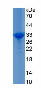 Recombinant Fibroblast Growth Factor 11 (FGF11)