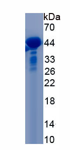 Recombinant Platelet Derived Growth Factor D (PDGFD)