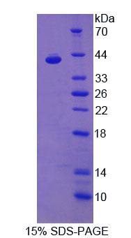 RPC920Mu01.jpg