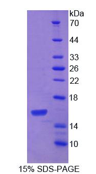 RPC920Mu02.jpg