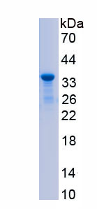 Recombinant Neuropeptide S Receptor (NPSR)