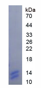 Recombinant Protease Activated Receptor 1 (PAR1)