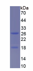 Recombinant Protease Activated Receptor 1 (PAR1)