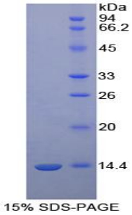 Recombinant Melatonin Receptor 1A (MTNR1A)