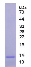 Recombinant Melatonin Receptor 1A (MTNR1A)