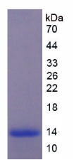 Recombinant Melatonin Receptor 1A (MTNR1A)