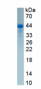 Recombinant Follicle Stimulating Hormone Receptor (FSHR)