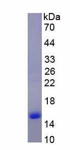 Recombinant Free Fatty Acid Receptor 2 (FFAR2)