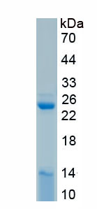 Recombinant Free Fatty Acid Receptor 2 (FFAR2)