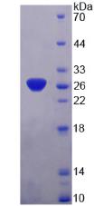 Recombinant Synaptosomal Associated Protein 25kDa (SNAP25)
