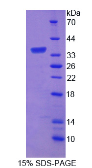 RPC959Ra01.jpg
