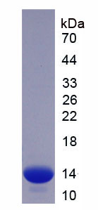 Recombinant Carcinoembryonic Antigen Related Cell Adhesion Molecule 1 (CEACAM1)