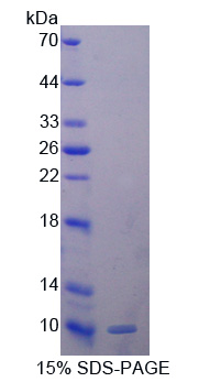 Recombinant Glutathione Peroxidase 3, Plasma (GPX3)