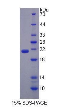 Recombinant Lipocalin 11 (LCN11)