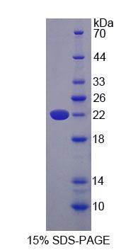 Recombinant Lipocalin 13 (LCN13)