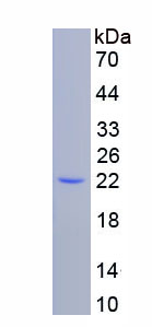 Recombinant Ferritin, Heavy Polypeptide (FTH)