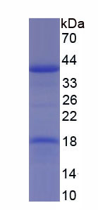 Recombinant Fibrinogen Like Protein 1 (FGL1)