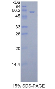 Recombinant Fibrinogen Like Protein 1 (FGL1)