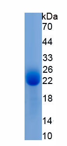 Recombinant Hemoglobin Alpha 1 (HBa1)