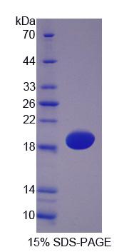 Recombinant Hemoglobin Alpha 1 (HBa1)