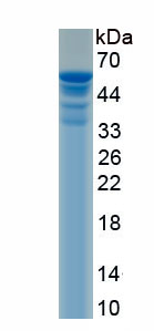 Recombinant Low Density Lipoprotein Receptor Related Protein 8 (LRP8)