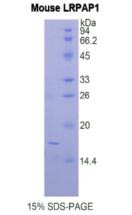 Recombinant Low Density Lipoprotein Receptor Related Protein Associated Protein 1 (LRPAP1)