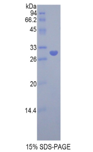 Recombinant Low Density Lipoprotein Receptor Related Protein Associated Protein 1 (LRPAP1)