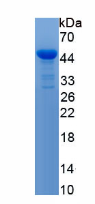 Recombinant Hedgehog Homolog, Indian (IHH)