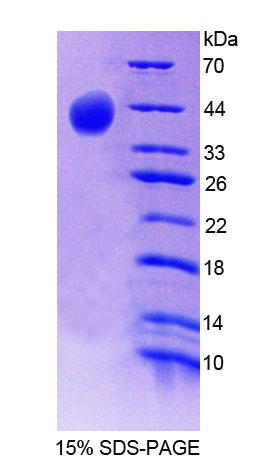 Recombinant Synapsin II (SYN2)