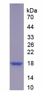 Recombinant Urocortin 3 (UCN3)