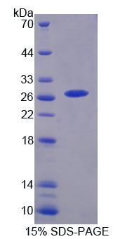 Recombinant Cholinergic Receptor, Nicotinic, Alpha 3 (CHRNa3)