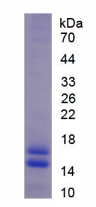 Recombinant Fibulin 5 (FBLN5)