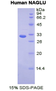 Recombinant N-Acetyl Alpha-D-Glucosaminidase (NAGLU)