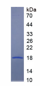 Recombinant Ribonuclease A2 (RNASE2)