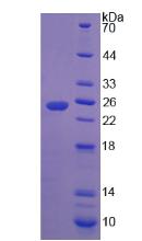 Recombinant Interferon Epsilon (IFNe)