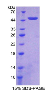 Recombinant Nucleobindin 2 (NUCB2)