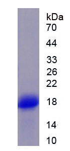 Recombinant Ribonuclease A4 (RNASE4)