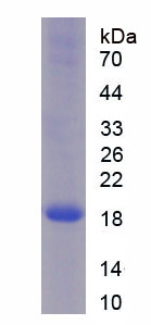 Recombinant Ribonuclease A8 (RNASE8)