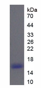 Recombinant Ribonuclease A6 (RNASE6)