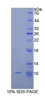 Recombinant Collagen Type II Alpha 1 (COL2a1)