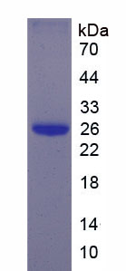 RPD206Hu01.jpg