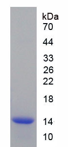 RPD213Mu01.png