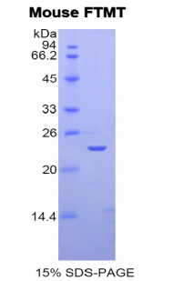 Recombinant Ferritin, Mitochondrial (FTMT)