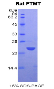 Recombinant Ferritin, Mitochondrial (FTMT)