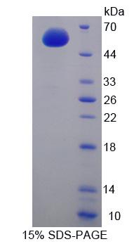 Recombinant Cyclin A1 (CCNA1)