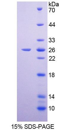 Recombinant Cyclin B (CCNB)