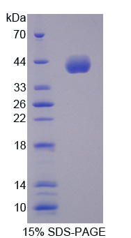 Recombinant Cyclin B2 (CCNB2)