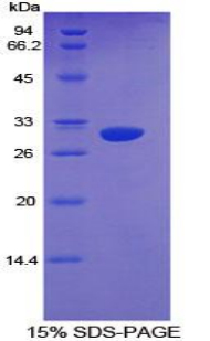 Recombinant Cytochrome P450 1A1 (CYP1A1)